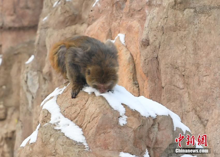 尝心蜜迈开腿尝尝你的草莓 示例图 - 说明文字