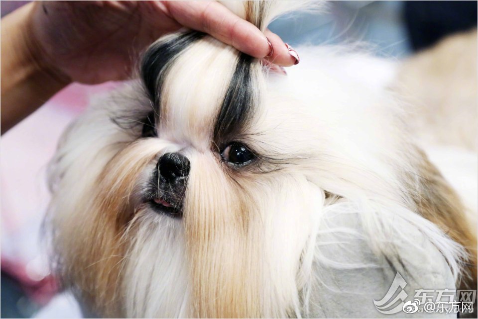 呕吐=美团姑娘怎么约，美团骑手如何进行预约(2024-12-07 21-0) 示例图 - 说明文字