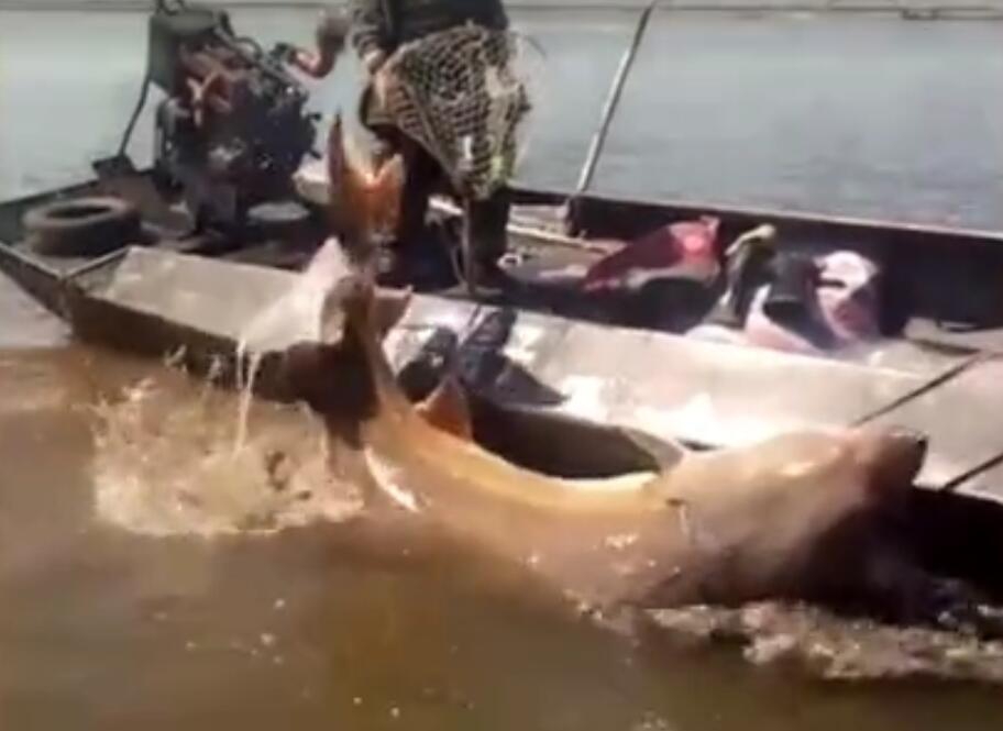 如何精挑交合集1300部作品最优的中文汉字 示例图 - 说明文字