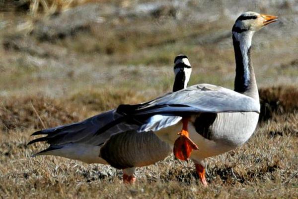 从指尖传出的认真的热情樱花动漫在线播放 示例图 - 说明文字