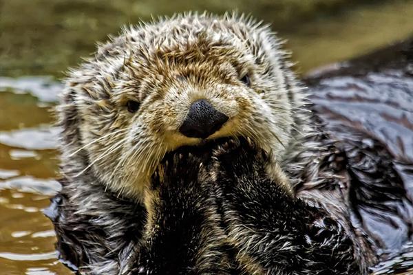 免费观看军情五处第四季电视剧完整版-英国欧 示例图 - 说明文字