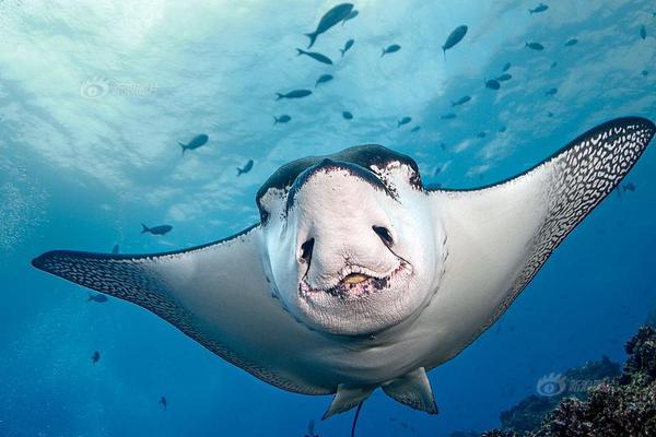 国产av电影精品区一二三区日韩av免费收看 示例图 - 说明文字