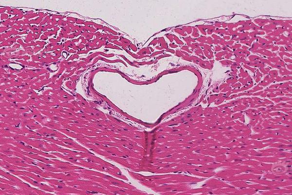 悍城演员表-历史剧完整版免费观看 示例图 - 说明文字