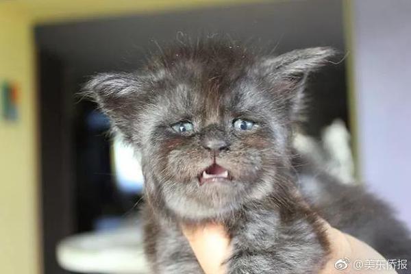 保罗芭芭拉1980年合作-斯顿手颠覆传统流行文化 示例图 - 说明文字