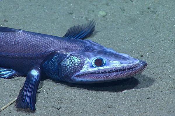 ...atri -my dear moments-手机版v 示例图 - 说明文字