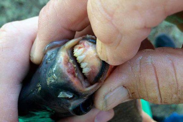 18游戏入口指南，全方位避免问题和风险 示例图 - 说明文字