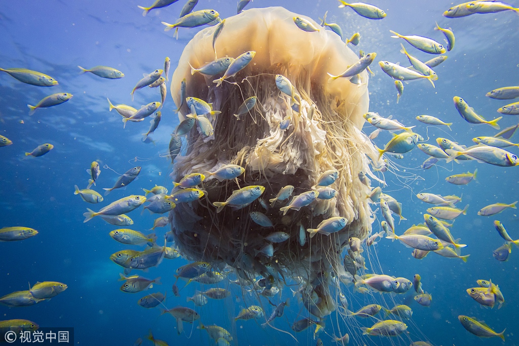...亚托莉我挚爱的时光手机版v 示例图 - 说明文字