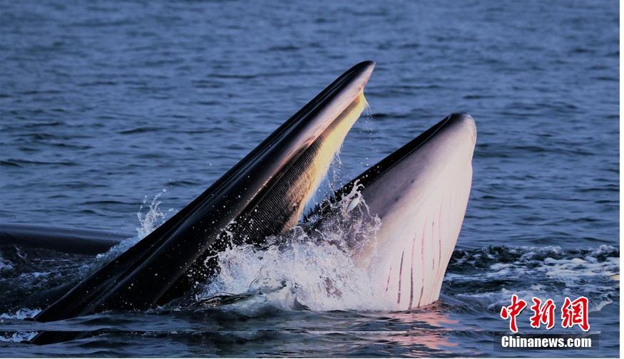 尝心蜜迈开腿尝尝你的草莓 示例图 - 说明文字