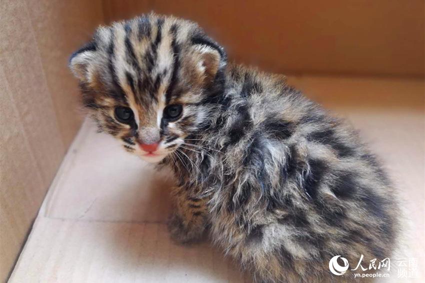 义妹生活免费在线观看-完整版-fhd日漫-新尚影院 示例图 - 说明文字