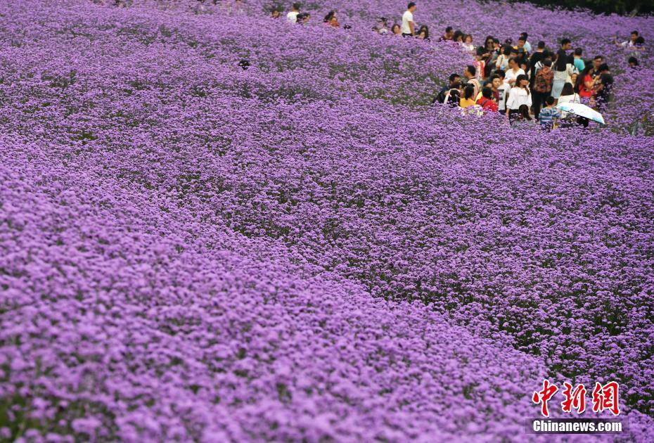 2024达盖亚旗帜回家的路_达盖亚旗帜暂停剧组 示例图 - 说明文字