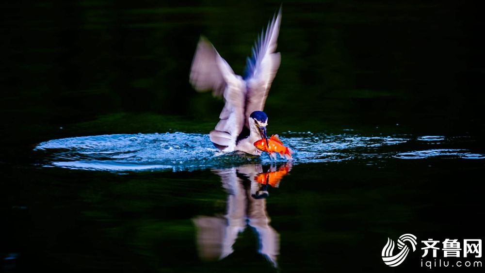 从指尖传出的认真的热情樱花动漫在线播放 示例图 - 说明文字