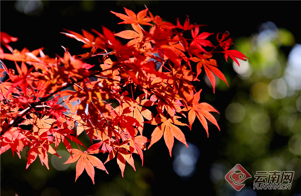 18游戏入口指南，全方位避免问题和风险 示例图 - 说明文字