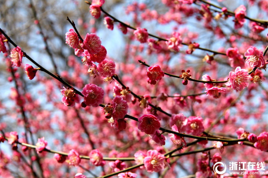 cf电竞新星云悠悠人物介绍游戏攻略 示例图 - 说明文字